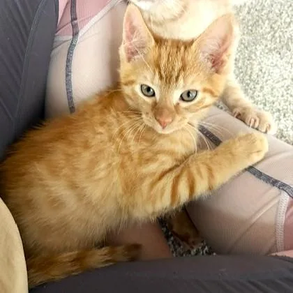 A baby medium-sized male Tabby (Orange / Red) Tabby cat named Forrest for adoption in Smithfield, NC