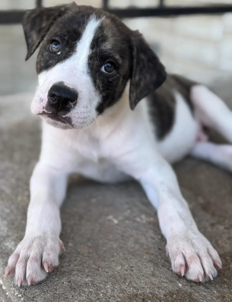 Finn