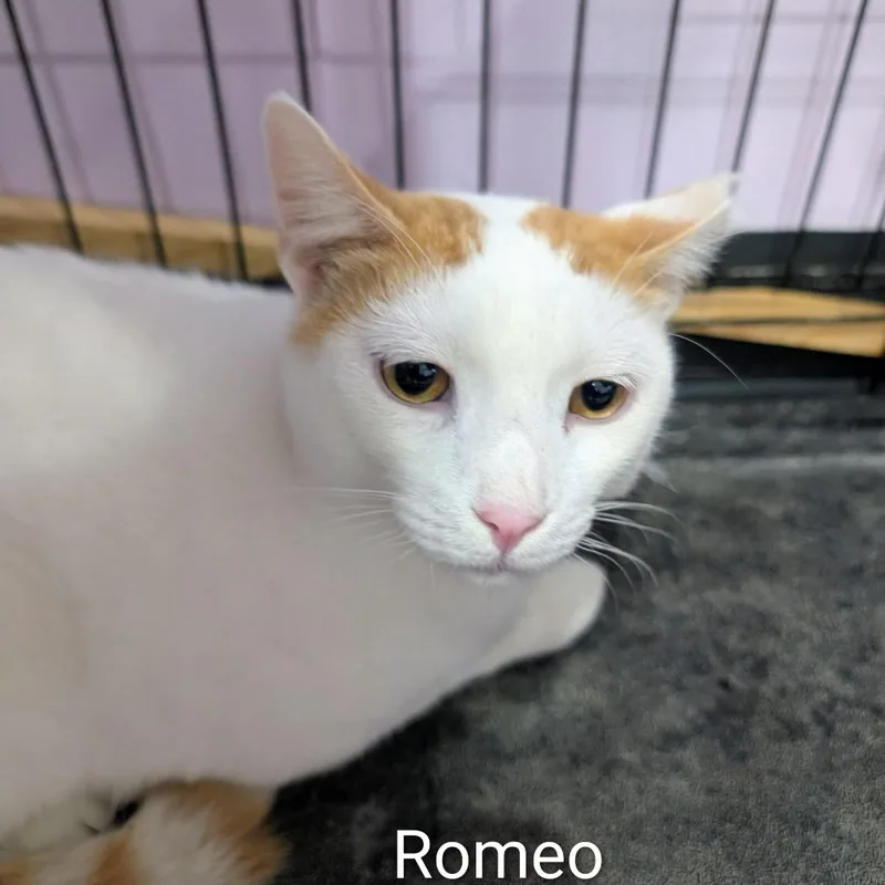 An adult small-sized male White Domestic Short Hair cat named Romeo for adoption in West Plains, MO