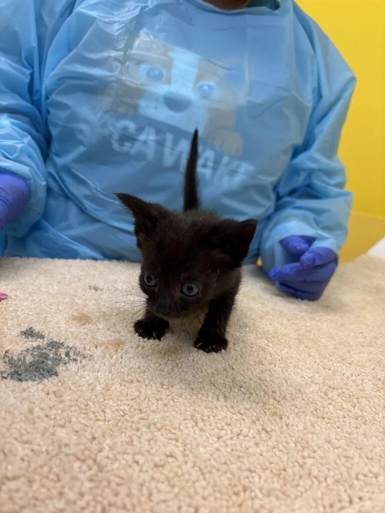 A baby small-sized male Black Domestic Short Hair cat named Steel for adoption in Raleigh, NC