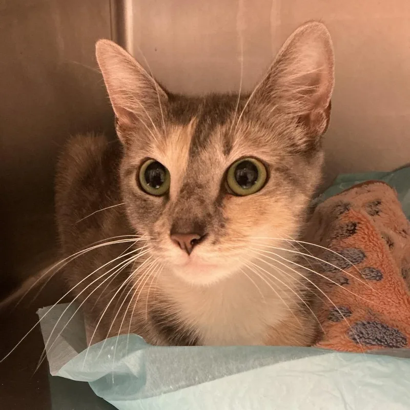 An adult medium-sized female Calico Domestic Short Hair cat named Minerva for adoption in Elizabeth City, NC