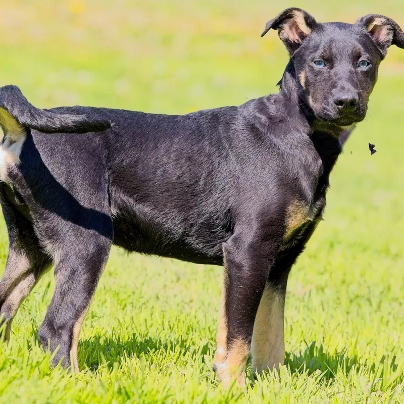 A baby medium-sized male Brown / Chocolate Husky dog named Mickey for adoption in South Elgin, IL