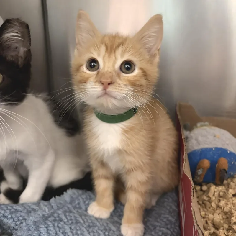 A baby small-sized male Orange / Red Domestic Short Hair cat named Mike Green for adoption in Marshall, VA