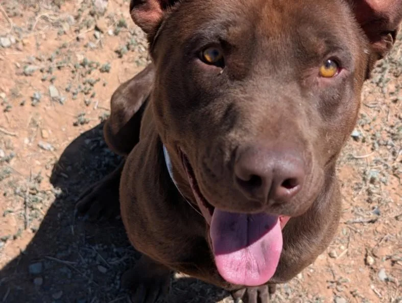 An adult large-sized male Mixed Breed dog named Alexander for adoption in Santa Fe, NM