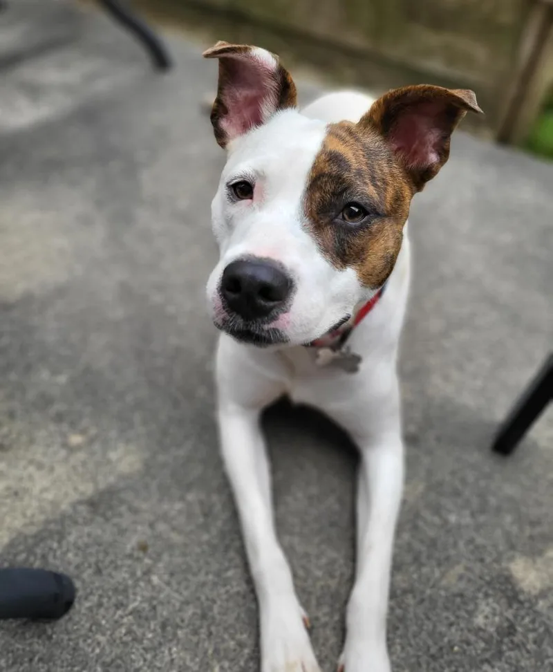 Snickers Pie thumbnail 2