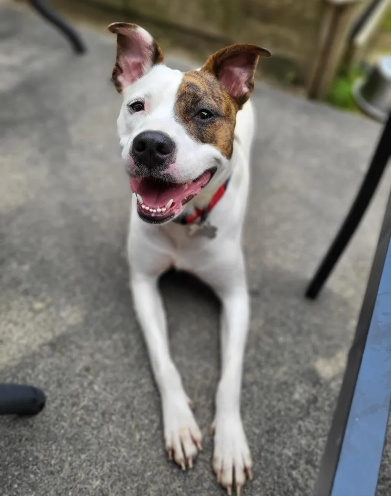 Snickers Pie thumbnail 3