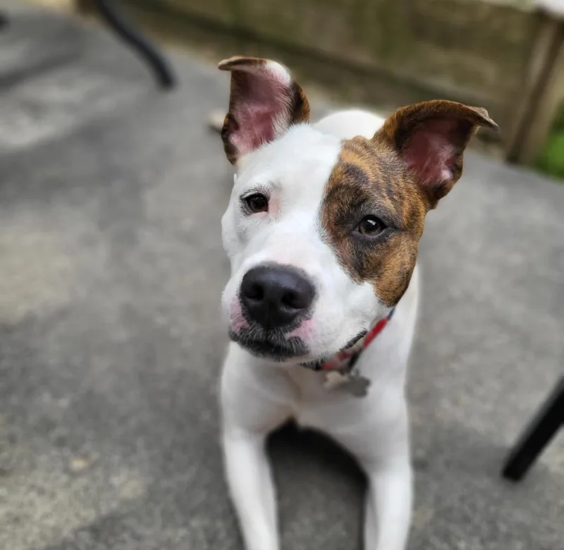 Snickers Pie thumbnail 4