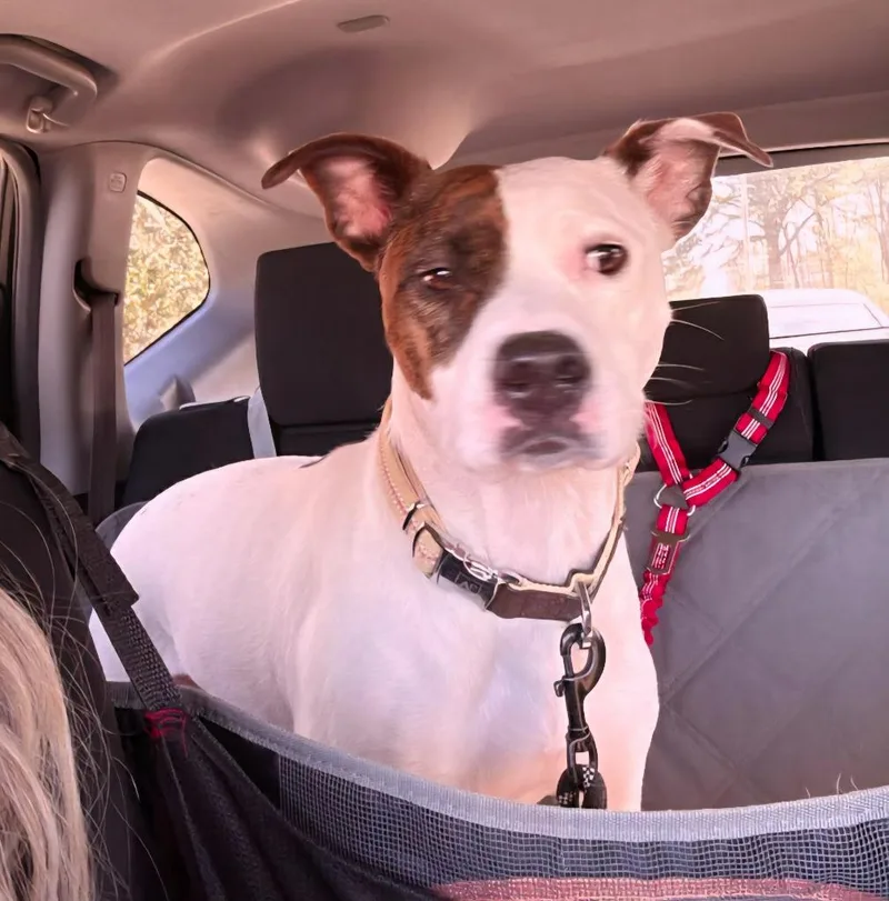 Snickers Pie thumbnail 5