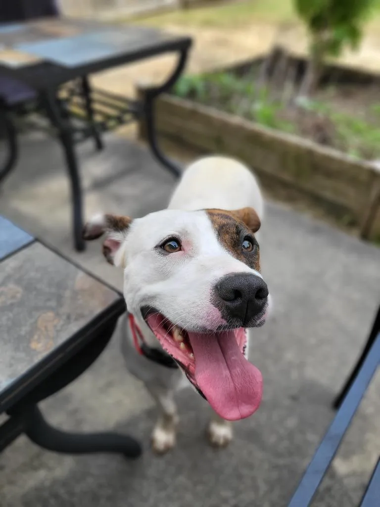 Snickers Pie thumbnail 6