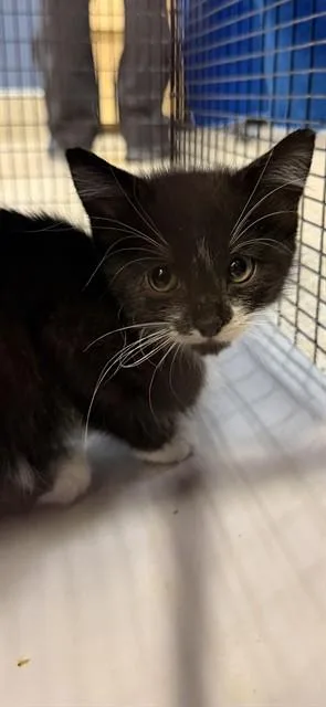 A baby small-sized female Domestic Short Hair cat named Circe for adoption in Miami, FL