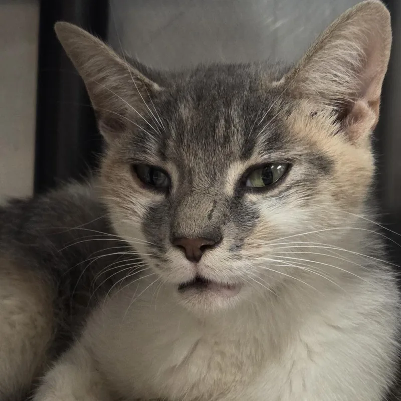 An adult medium-sized female Domestic Short Hair cat named Vera Bradley for adoption in Voorhees, NJ