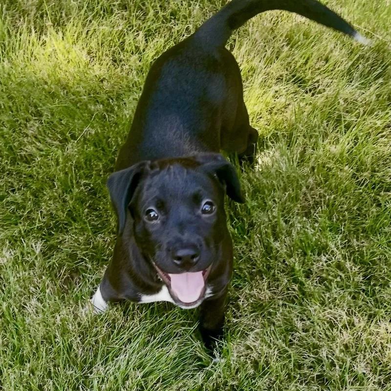 A baby medium-sized female Black Labrador Retriever dog named Bessie for adoption in Cordova, TN