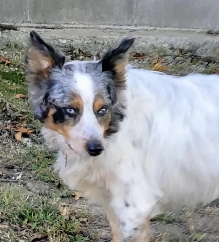 A young medium-sized male Merle (Blue) Australian Shepherd dog named Bentley for adoption in Ringwood, IL