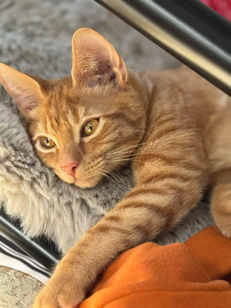 Norton And Ralph thumbnail 2