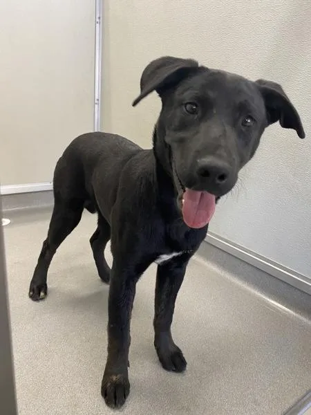A young large-sized female Labrador Retriever dog named Love for adoption in Victorville, CA