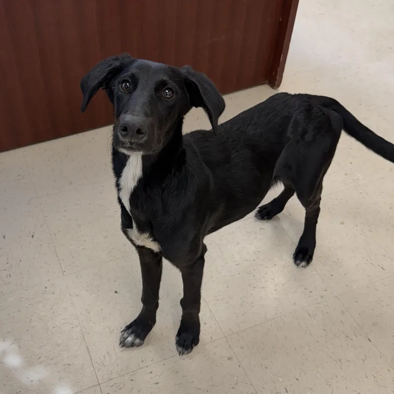 A young medium-sized male Black Labrador Retriever dog named Buster Rhyme for adoption in Senatobia, MS