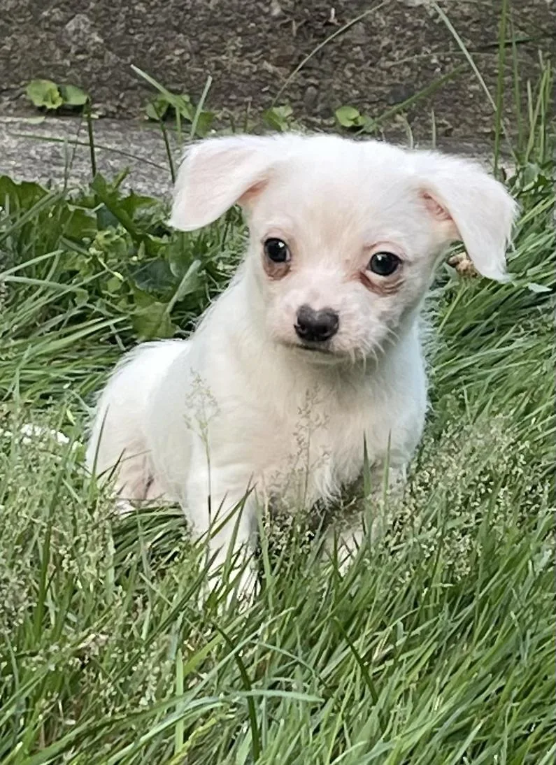 A baby small-sized male White / Cream Chihuahua dog named Leaf for adoption in Stratford, CT