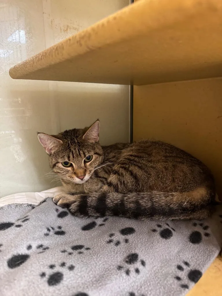 A young medium-sized female Domestic Short Hair cat named Koji for adoption in Fort Lupton, CO