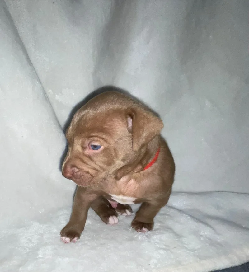 A baby small-sized male Pit Bull Terrier dog named Jax for adoption in Discovery Bay, CA