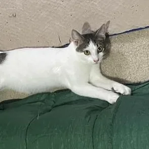 A baby small-sized male Gray & White Domestic Short Hair cat named Popeye for adoption in Liverpool, TX