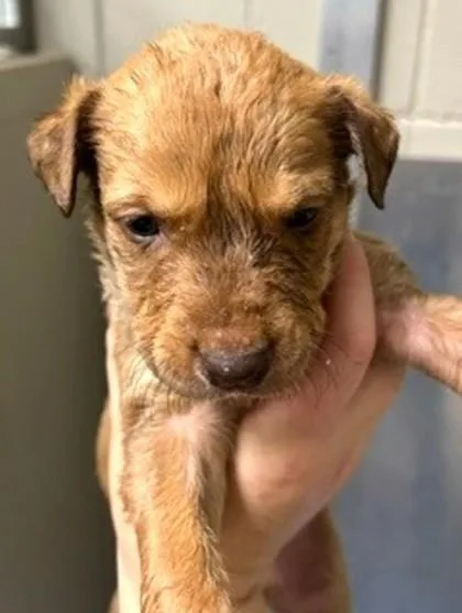 A baby medium-sized female Mixed Breed dog named Carmen for adoption in Madison, NJ