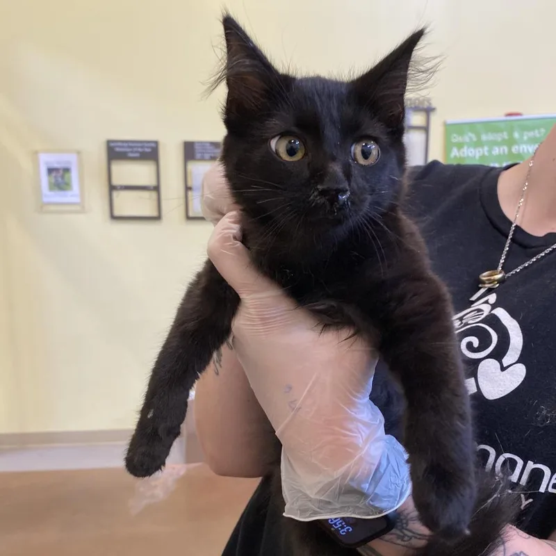 A baby small-sized male Black Domestic Medium Hair cat named Ulysses for adoption in Lynchburg, VA
