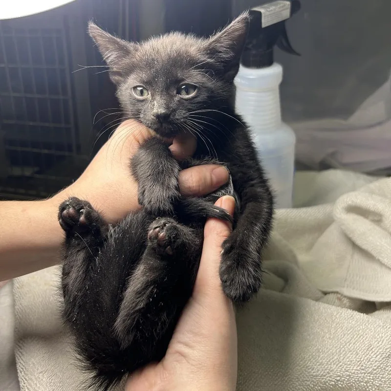 A baby small-sized female Black Domestic Short Hair cat named Limerick for adoption in Middle Village, NY