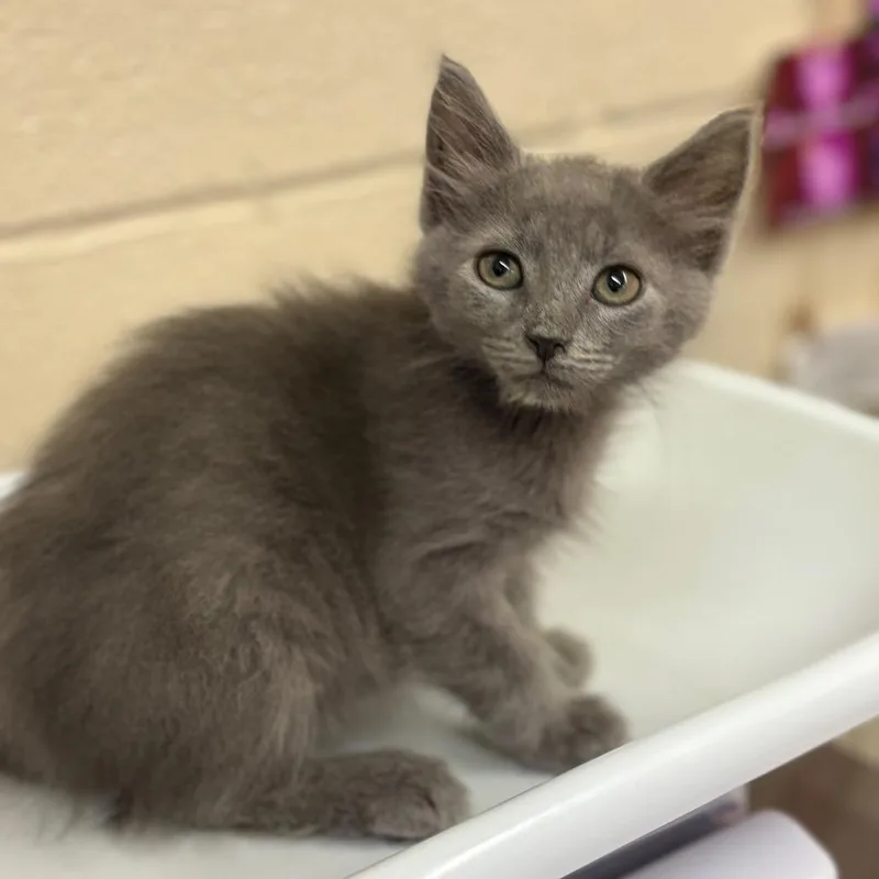 A baby small-sized female Gray / Blue / Silver Domestic Short Hair cat named Pickle for adoption in Birdsboro, PA
