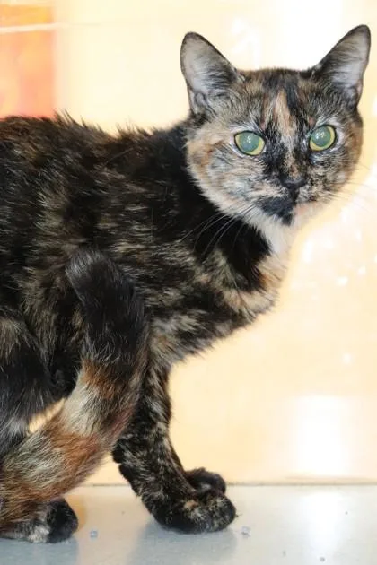 An adult small-sized female Domestic Short Hair cat named Elsa for adoption in New Orleans, LA