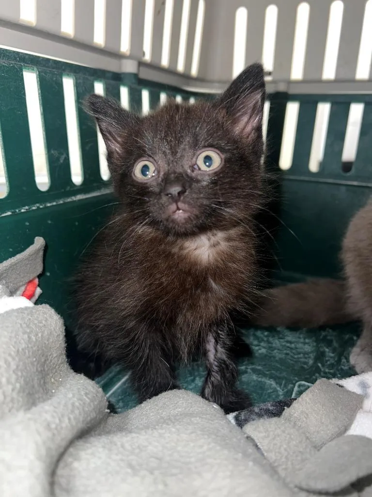 An adult medium-sized male Domestic Short Hair cat named Luca for adoption in Marion, OH