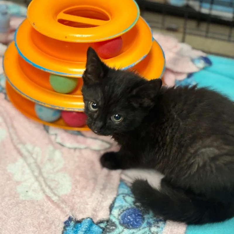 A baby small-sized male Black Domestic Short Hair cat named Caniac Combo for adoption in South Elgin, IL