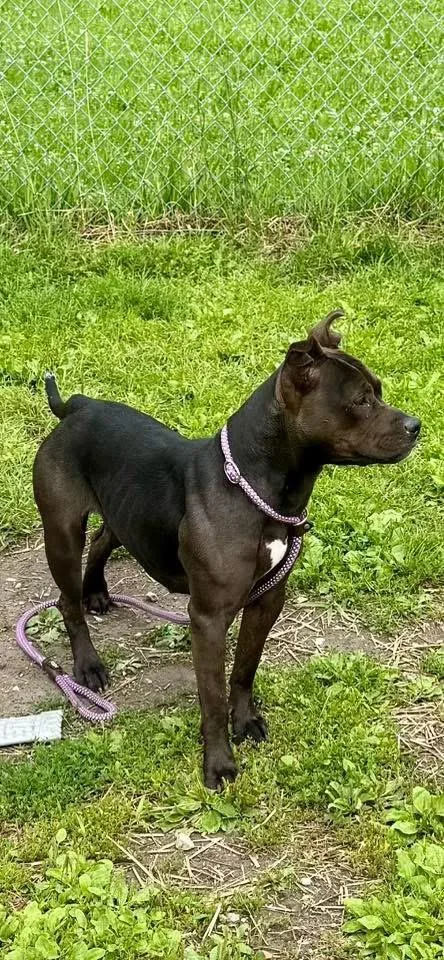 An adult medium-sized female Black Pit Bull Terrier dog named Sali for adoption in Chicago, IL