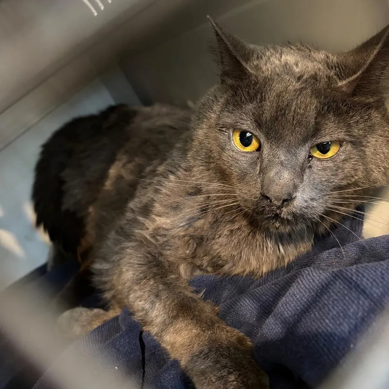 An adult small-sized male Gray / Blue / Silver Domestic Short Hair cat named Grayson for adoption in Allentown, PA