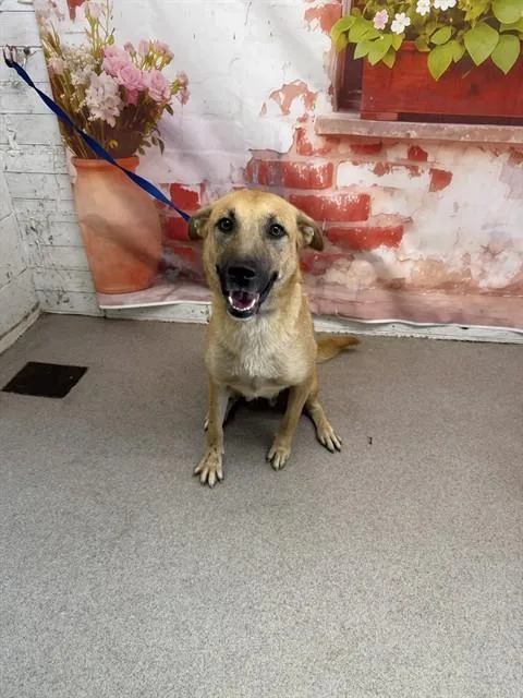 A young large-sized female German Shepherd Dog dog named Caramela for adoption in San Bernardino, CA
