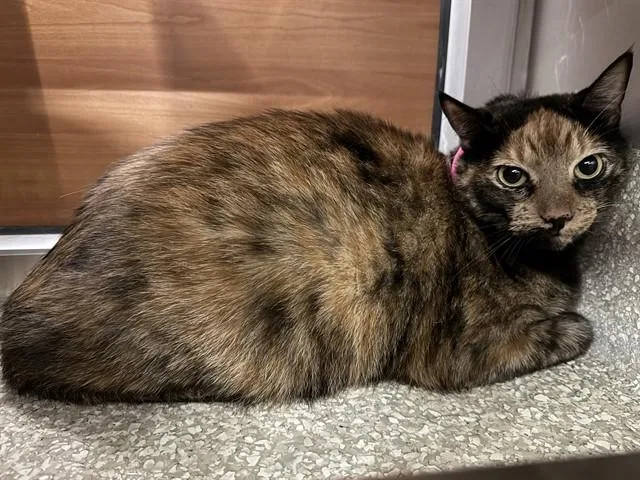 An adult medium-sized female Domestic Medium Hair cat named Bb for adoption in Saint Louis, MO