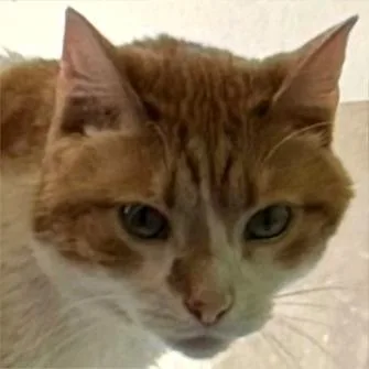 An adult small-sized male Orange / Red Domestic Short Hair cat named Fluff for adoption in Shawnee, KS
