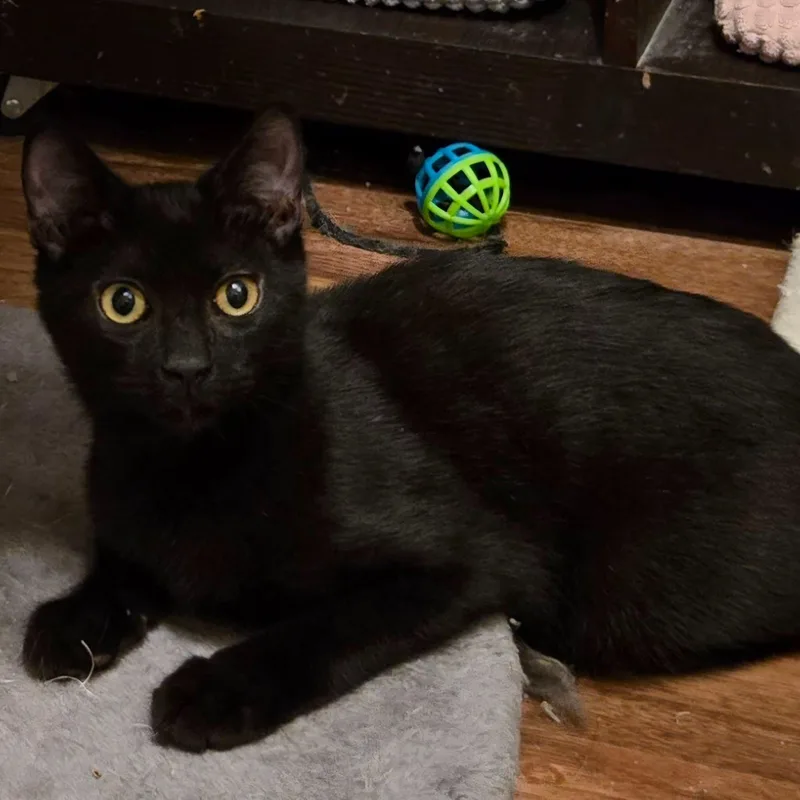 A baby medium-sized male Black Domestic Short Hair cat named Tubbs for adoption in Queen Creek, AZ