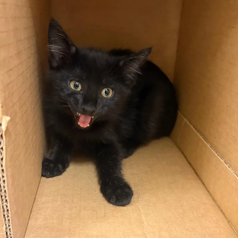 A baby small-sized male Domestic Short Hair cat named Mr. Mechanic for adoption in Winston-Salem, NC