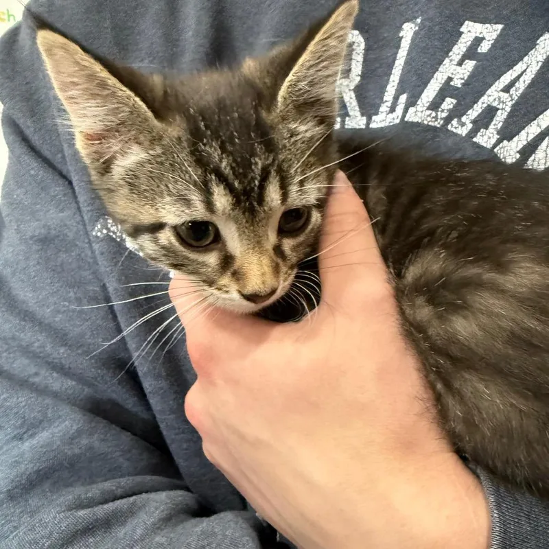 A young small-sized male Black Domestic Short Hair cat named Linus for adoption in Bismarck, ND