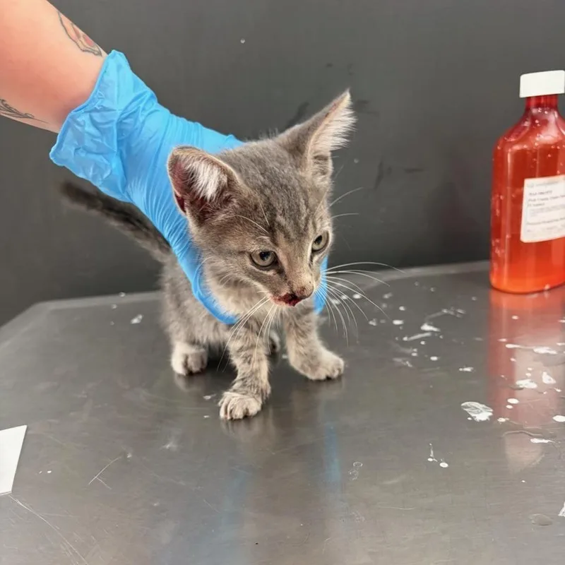 A baby small-sized male Domestic Medium Hair cat named Banksy for adoption in Livingston, TX
