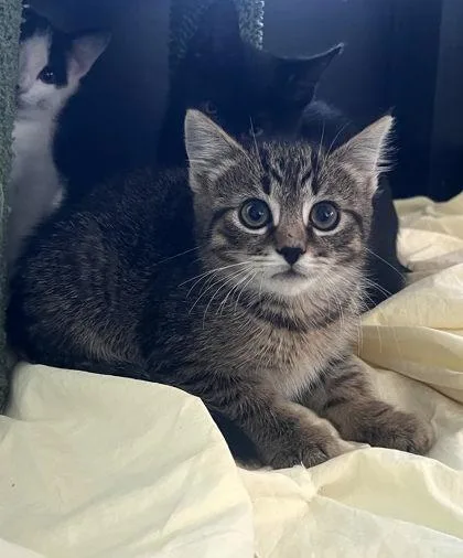 A baby small-sized male Domestic Short Hair cat named Lil Cheesesteak for adoption in West Chester, PA