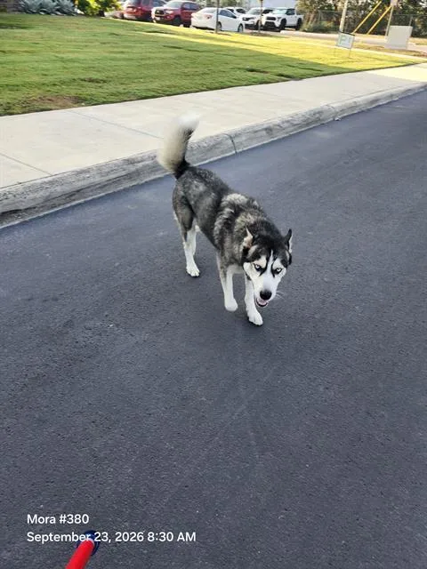 A young large-sized male Husky dog named Apollo for adoption in San Antonio, TX