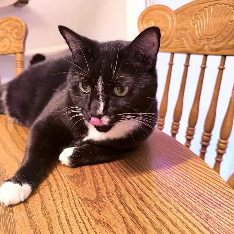 An adult small-sized male Black Domestic Short Hair cat named Flash for adoption in Lynchburg, VA