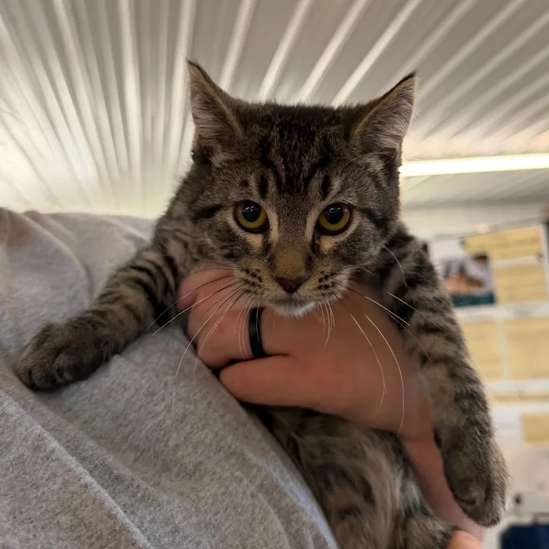 A baby small-sized female Brown / Chocolate Domestic Short Hair cat named Porridge for adoption in Spanish Fork, UT