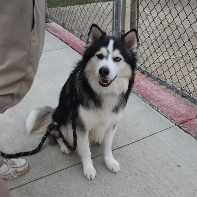 An adult medium-sized male Siberian Husky dog named Titus  Paws Behind for adoption in Goshen, KY