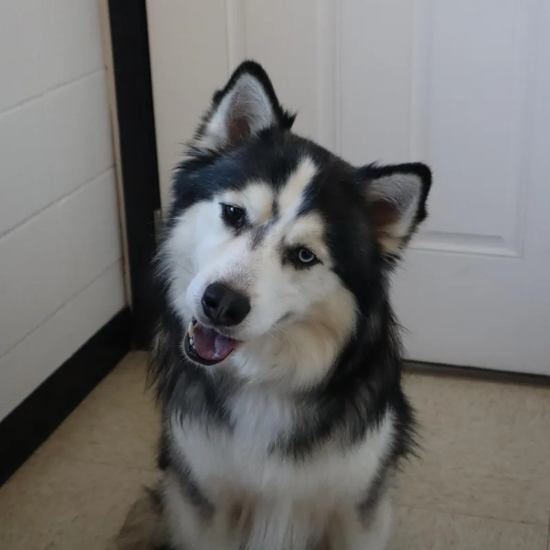 Titus  Paws Behind thumbnail 2