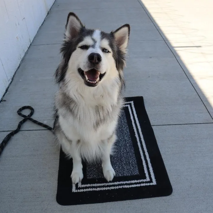 Titus  Paws Behind thumbnail 4