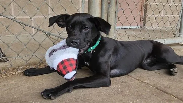 A young medium-sized female Labrador Retriever dog named Molly for adoption in Springfield, MA