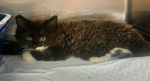 A baby small-sized female Domestic Medium Hair cat named Sand for adoption in Easton, MD