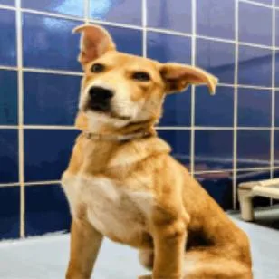A baby medium-sized male Apricot / Beige Labrador Retriever dog named Kenny for adoption in Tacoma, WA